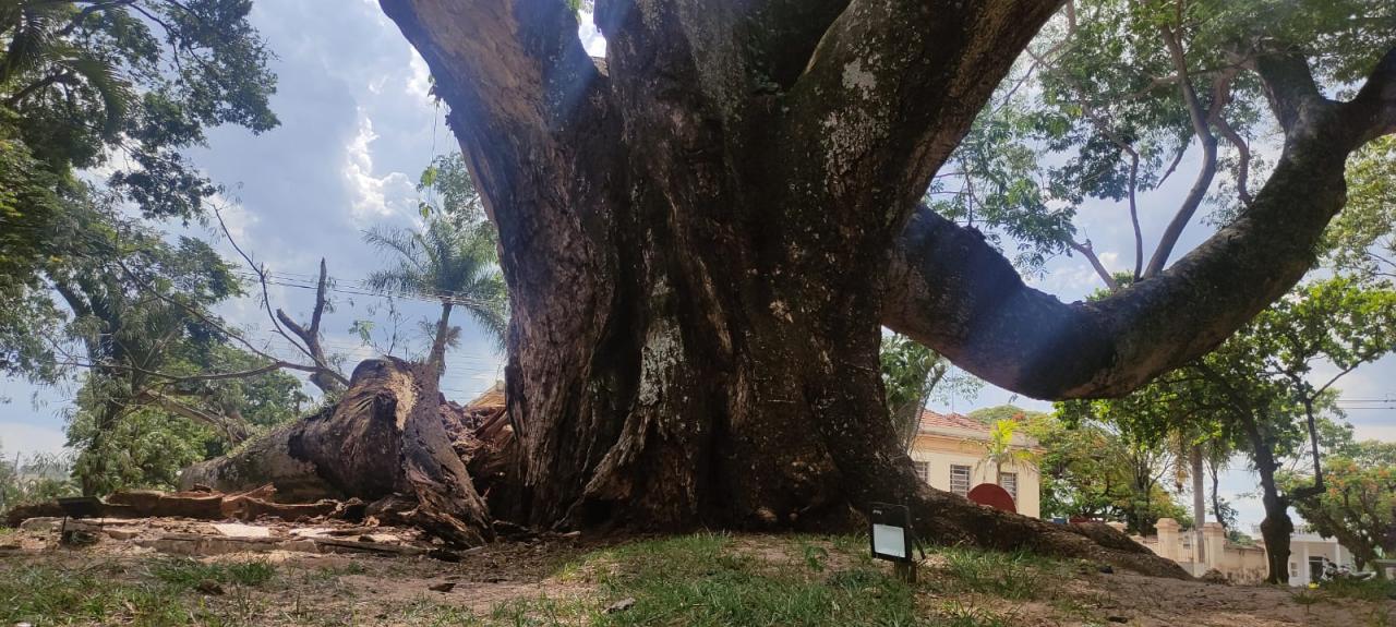 Foto 10 de 13 — Cai parte do Timburi, árvore histórica de Boa Esperança do Sul